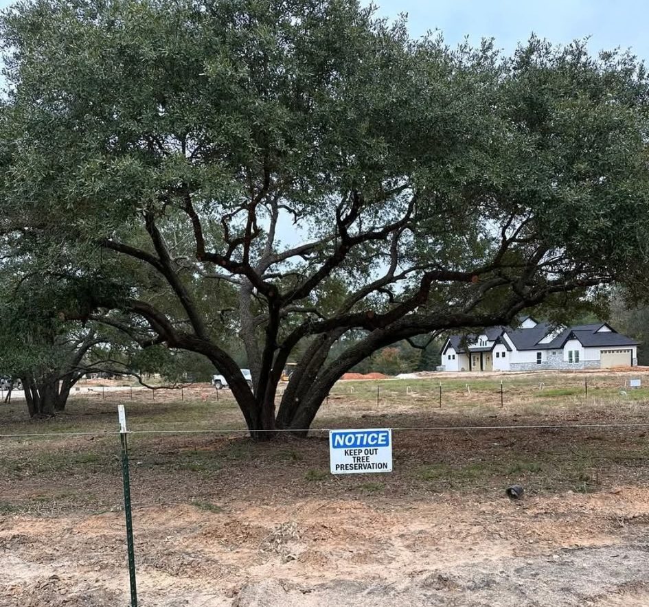 Large tree with a preservation notice sign in a grassy area near residential homes, emphasizing tree care importance.