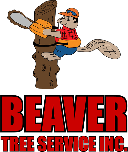 Chainsaw resting on cut tree branch