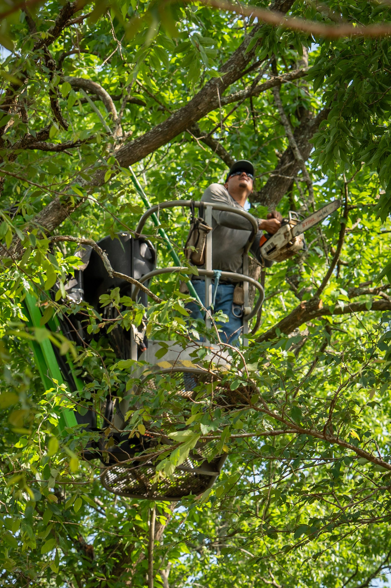 A worker in a bucket lift trims branches high in a tree surrounded by forest.
