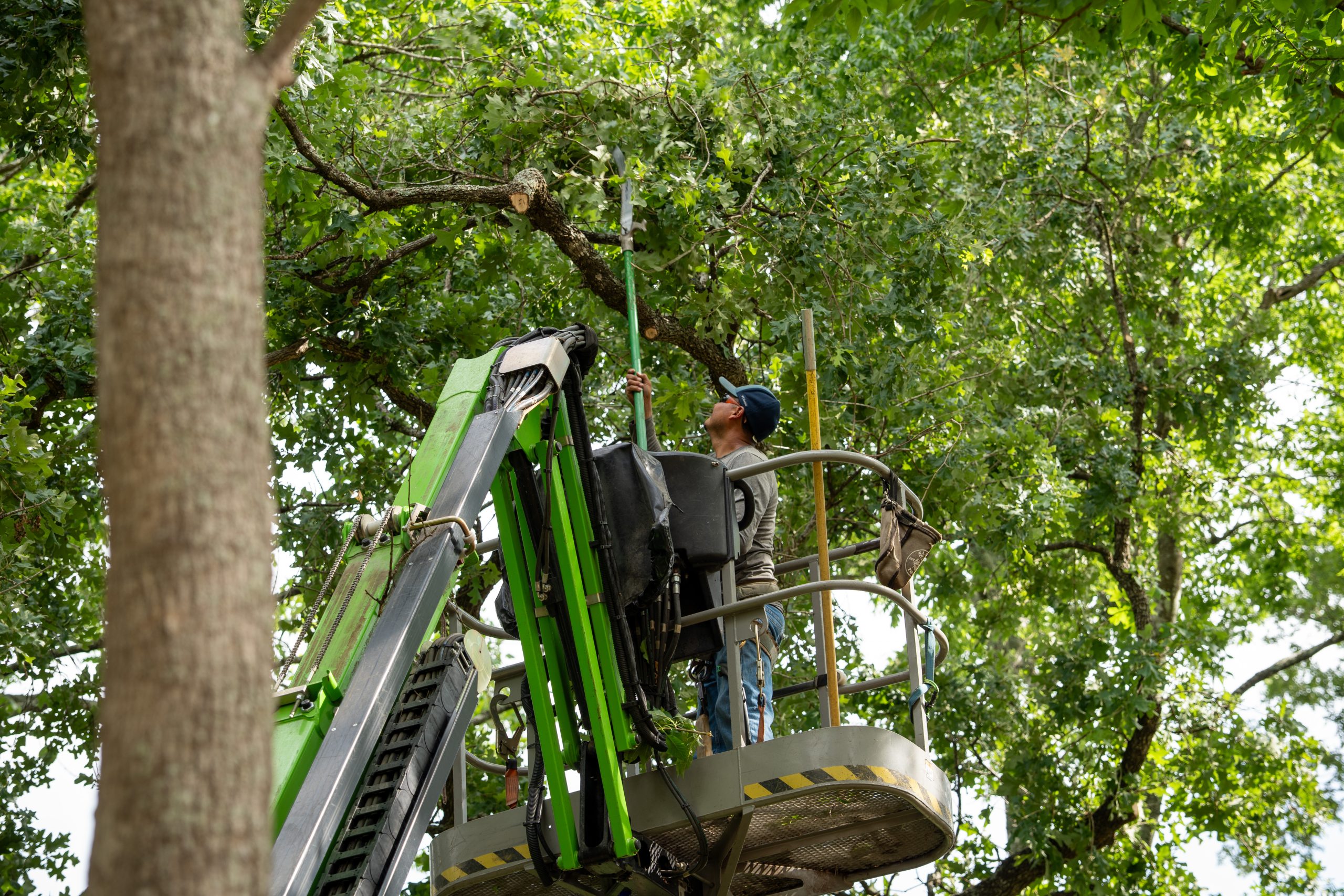 A worker in a lift trims tree branches among green foliage.
