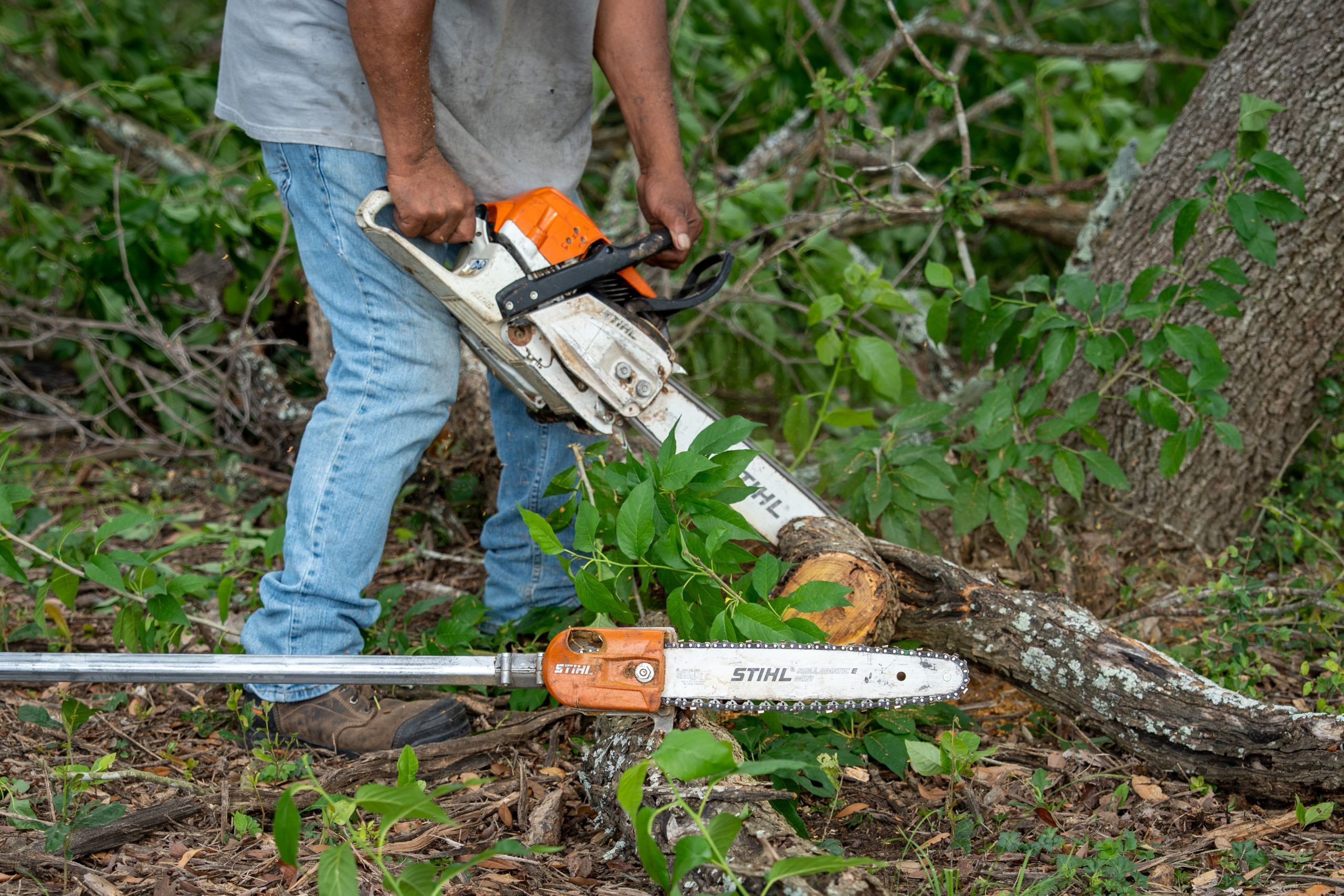 A worker uses a chainsaw to cut a tree branch overhead.