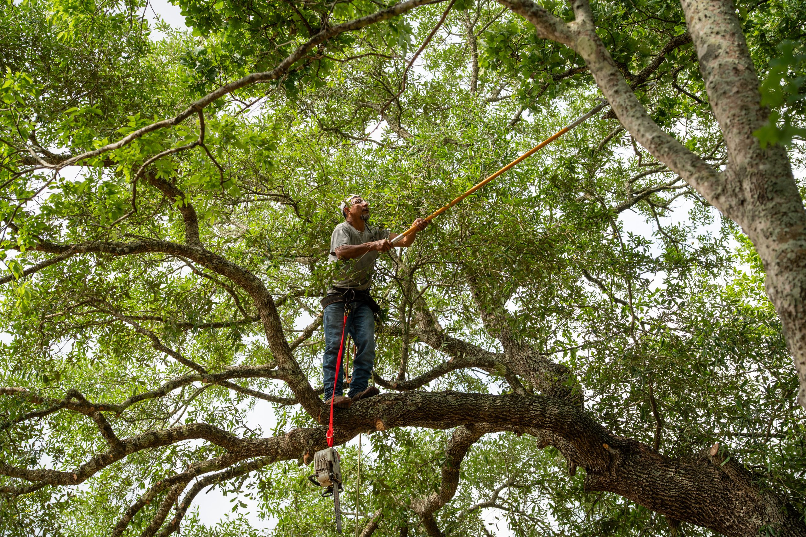 A worker in a lift trims high branches surrounded by dense tree foliage.