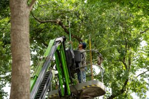 A tree trimmer uses a lift to prune branches for healthier trees in Magnolia, TX, ensuring safety and vitality.