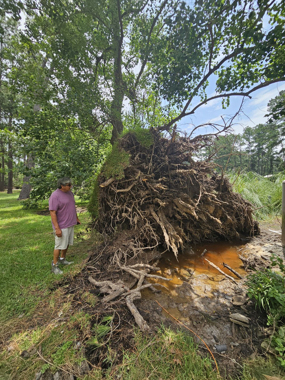 A large uprooted tree stump and root ball lying on cleared ground.